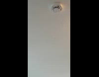 Man sees flies moving strangely 