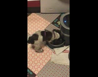 Dog puppy scratch Automatic Dog food dispenser