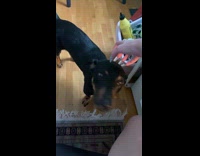 Dog loves woman long nails for scratch