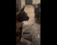 Cat gets goosebumps to owners music 