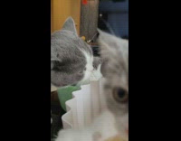 Grey and white cat with similar looking kittens