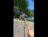 Dog pulls owner holding branch 