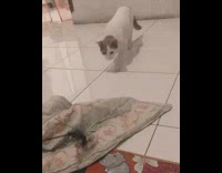 Cat plays with black stick feather toy