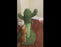 Girl tells cat to scratch cactus post 