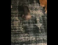 Pt. 2 Dog runs around on new rug 