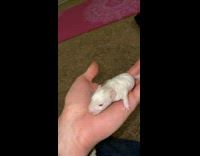 Mouse has no last words before fed to pet snake