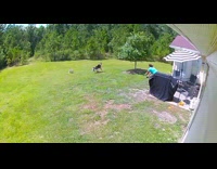 Woman hold leash pulled down by dogs