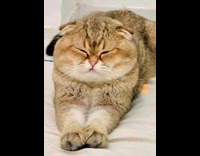 Sleepy Cat Shakes Body and Vibe with Music