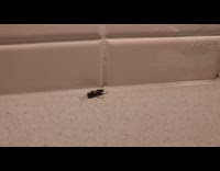 Hornet lays on counter with beating legs