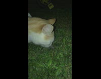 Orange white cat eats grey butterfly moth 