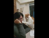 Orange cat pets owners face 