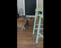 Brown and grey cats play blue stool
