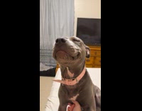 Woman ask smiling dog what did he do