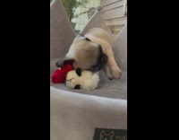 Pug puppy dog white lamb sheep toy 