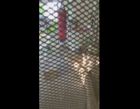 Rooster tries to fight its own reflection 