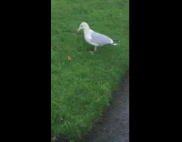Seagull bird taps feet on grass worms 