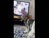 Dog finds another dog and ball behind TV