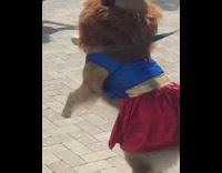 Golden retriever dog wears lion mane and superman costume