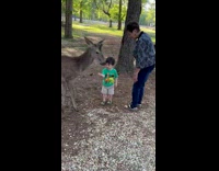 Baby hits baby on head with hoof 