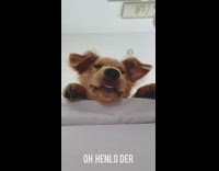 Golden retriever puppy dog looks down 