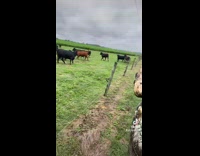 Guy walks up to group of cows moo 