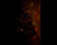 Cat hiding inside Christmas tree