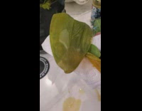 Orchid leaf bloated leak water from inside