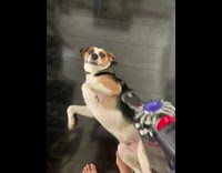 Girl vacuums dog laying back dyson barefoot