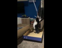 Cat play with thread and fell down