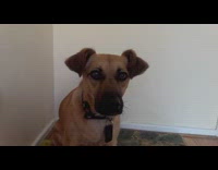 Brown dog loud soft bark on command