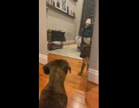 Brown puppy paws at mirror reflection 