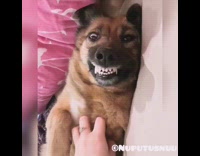 Brown dog smiles belly rubs pink blanket 