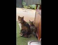 Two cats look at bird gets called