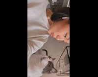 White sweater girl kisses grey cat 
