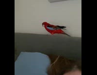 Red bird sings old spice whistle commercial