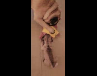 Two pugs play with stuffed animal