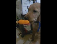 Brown puppy blue leash lick ice cream