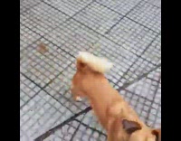 Brown dog jump on tree parkour trick