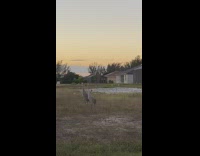 Two sandhill crane bird call loudly on the yard