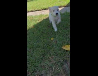Two puppy Golden Retrievers run in grass
