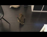 Cat chasing laser pointer around in circles