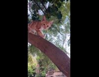 Kitten climbs down on tree touches camera