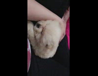 White Puppy Falls Asleep In Owner's Lap