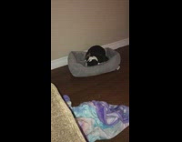 Collab Pets For All - Black Puppy Dog Chews On Grey Bed  In Dark