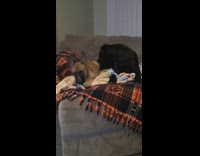 Black dog brown puppy couch baby cries 