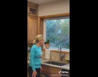 Bird leaves imprint mark on window after flying into it 