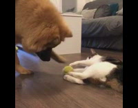 Collab BitchMP - Brown dog tries to take ball from cat 