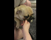 Pug dog wont drop object in mouth 