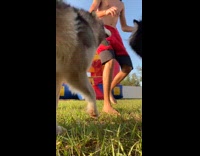 Husky runs away with phone bounce house 