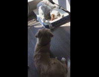 Brown dog watching white dog sleep on bed in sun while having nightmares